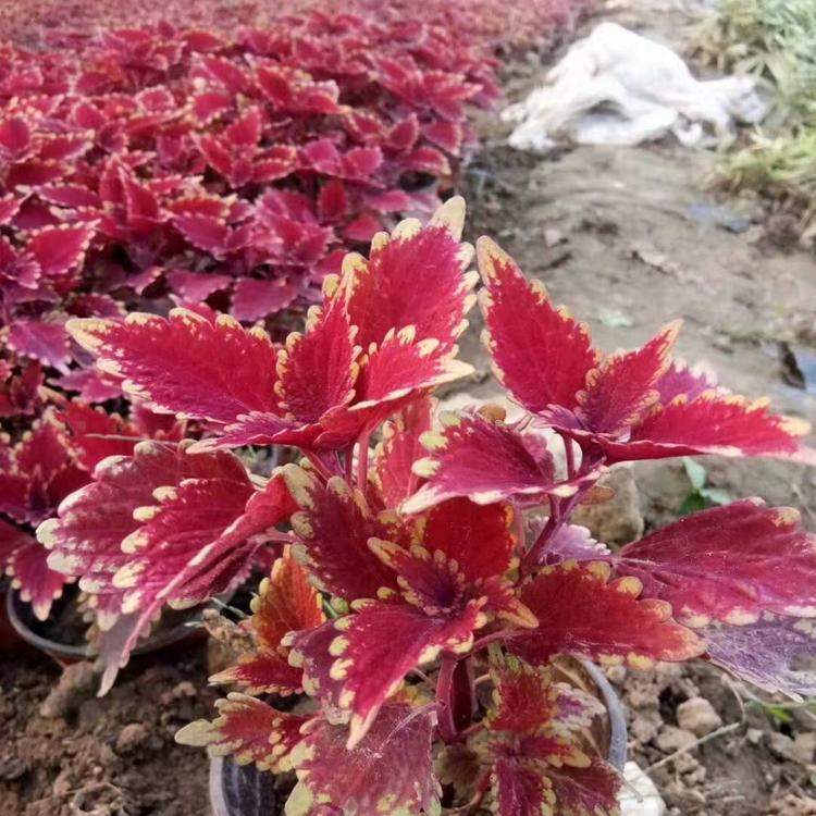 景点租摆点缀盆栽彩叶草小苗出售 城市美化用彩叶草盆栽报价
