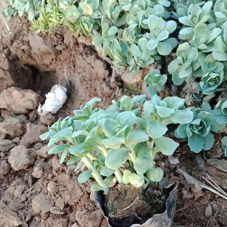 青州八宝景天种植基地批发 山东八宝景天小苗供应