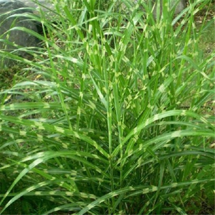 山东苗圃直供斑叶芒价格 大杯斑叶芒长期供应