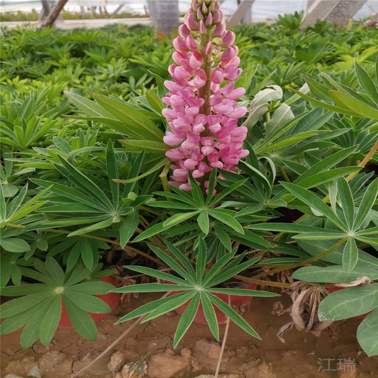 羽扇豆 鲁冰花批售 羽扇豆价格 江瑞直销