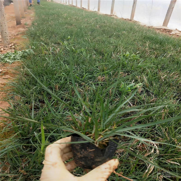江瑞供应须芒草 多芽须芒草价格 青州观赏草基地