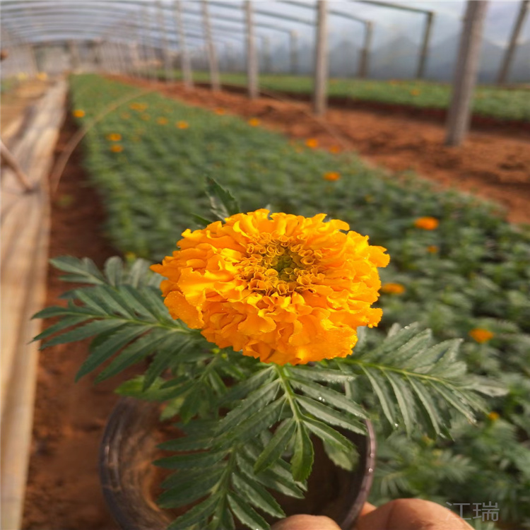 万寿菊价格 万寿菊批发 山东万寿菊草花基地