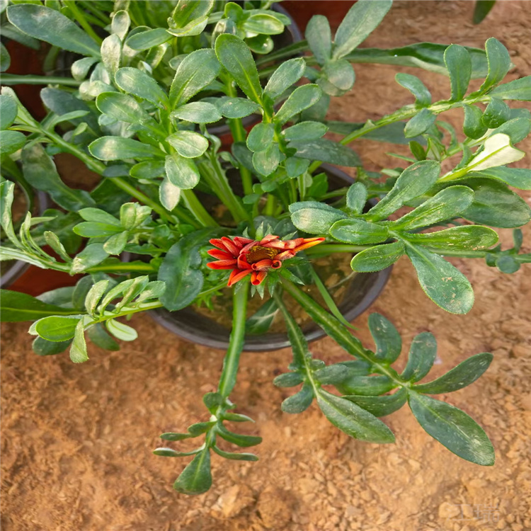 勋章菊批发 勋章菊价格 江瑞花卉