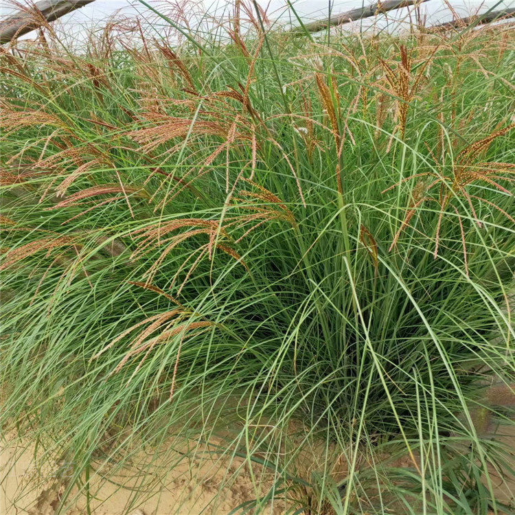 细叶芒批发基地 细叶芒出售价格 现货供应 江瑞园艺