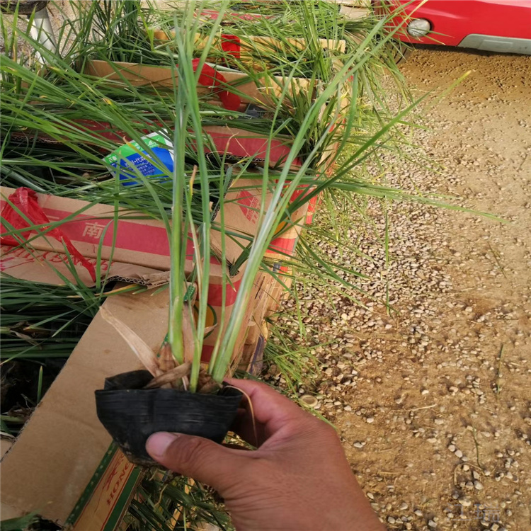 香蒲 香蒲价格 山东香蒲批发 江瑞水生植物基地
