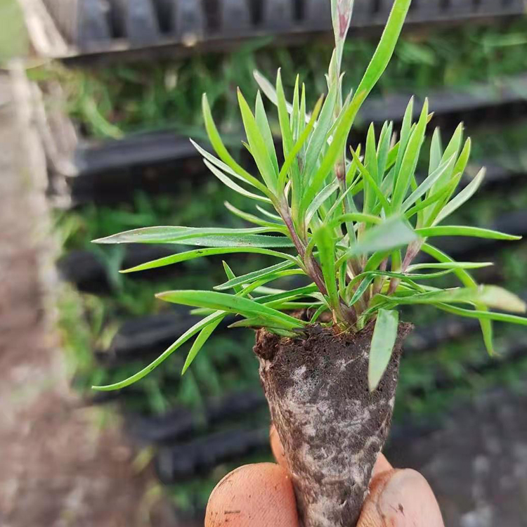 诺森欧石竹穴盘苗种植基地行情 观赏用欧石竹穴盘苗批发