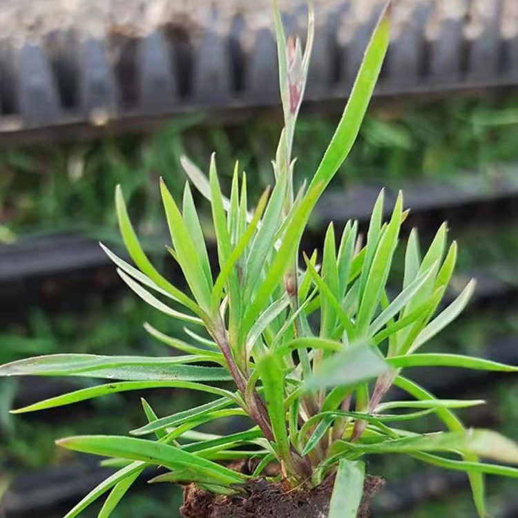观赏用欧石竹穴盘苗批发 诺森欧石竹穴盘苗种植基地报价