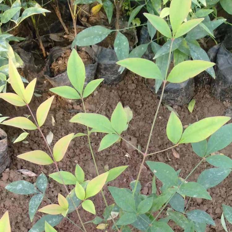 绿化植被南天竹小苗价格 常绿小灌木南天竹批发