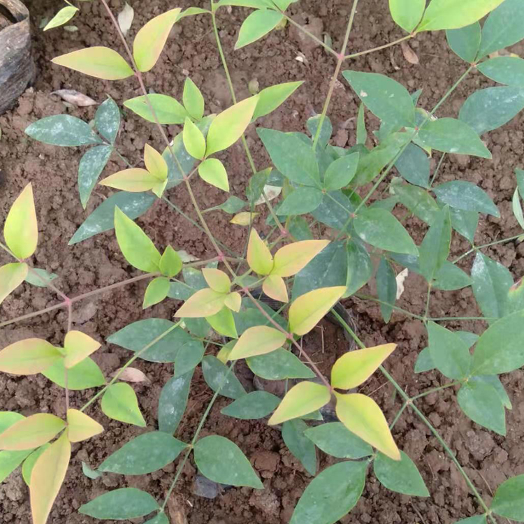 常绿小灌木南天竹批发 绿化植被南天竹小苗价格