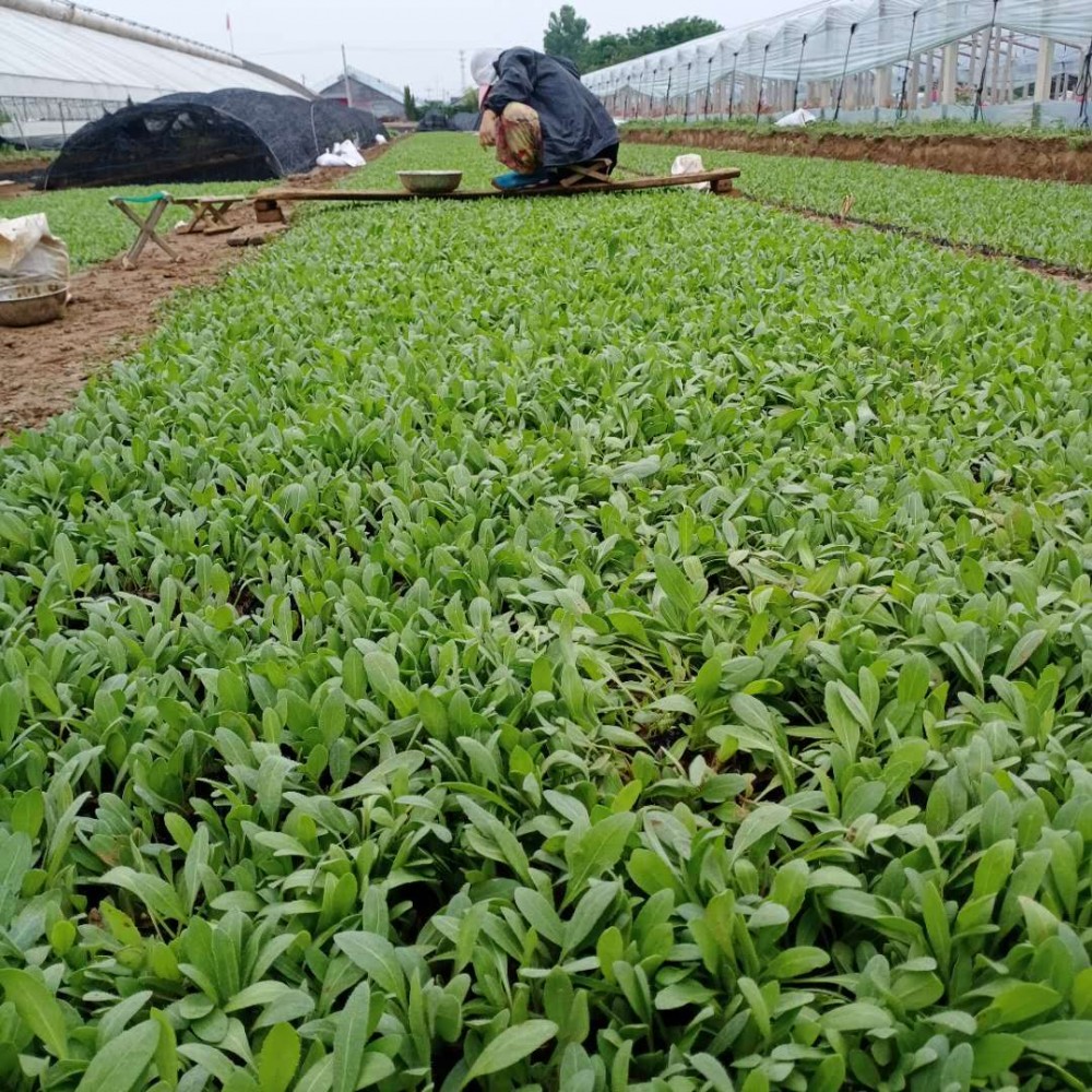 应季苗木 天人菊苗 天人菊种植基地