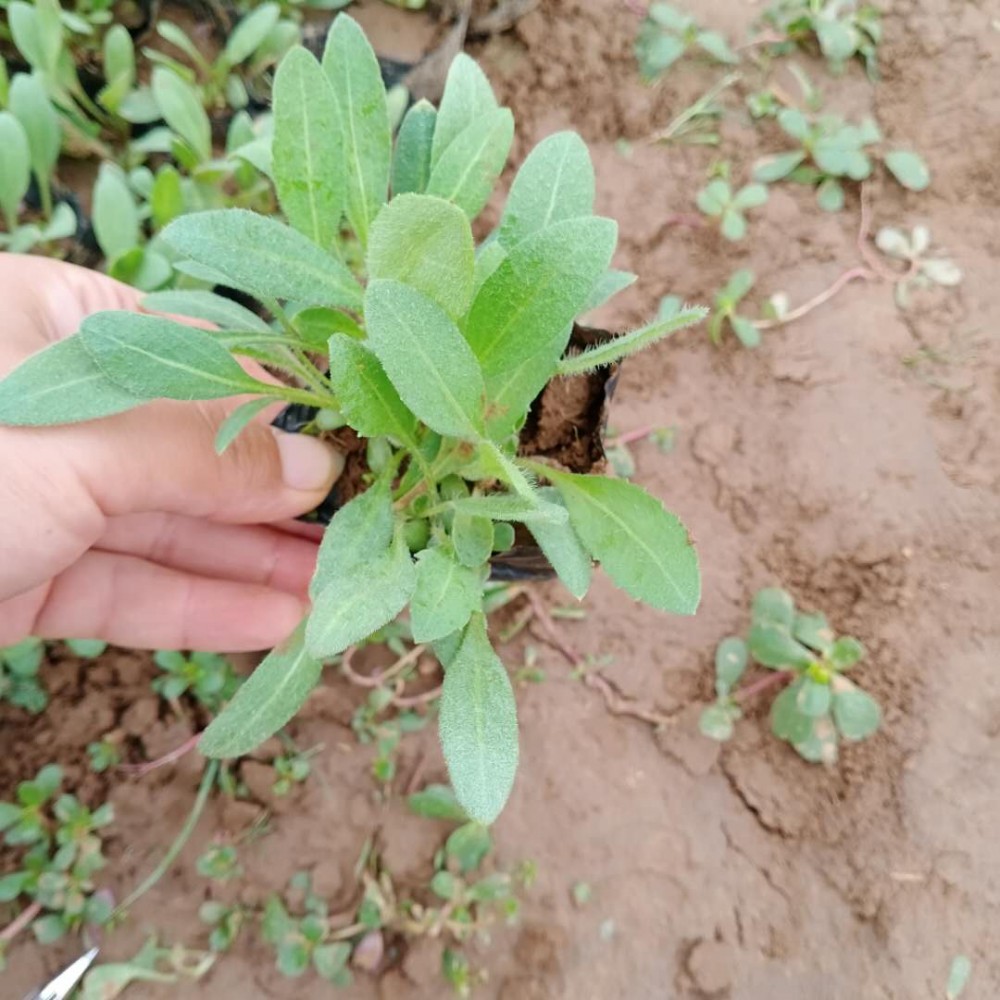 天人菊供应商 青州草花批发 天人菊苗 苗圃基地批发