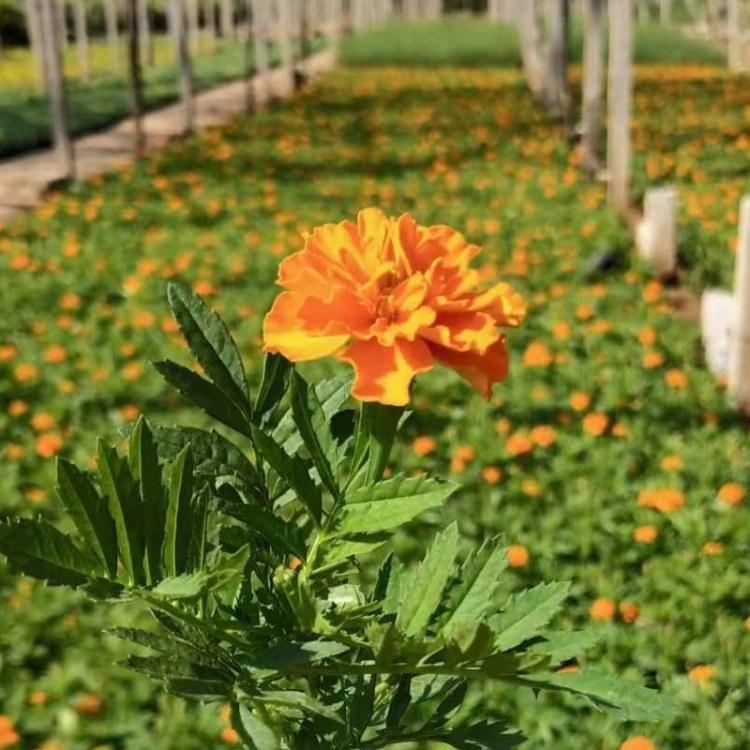 峻赫  国庆花卉租赁孔雀草  孔雀草苗圃直发  庭园美化