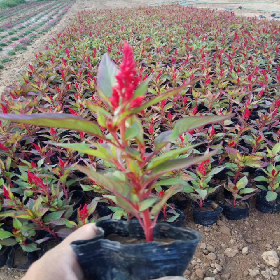 绿叶一支笔  鸡冠花报价  一年草本植物