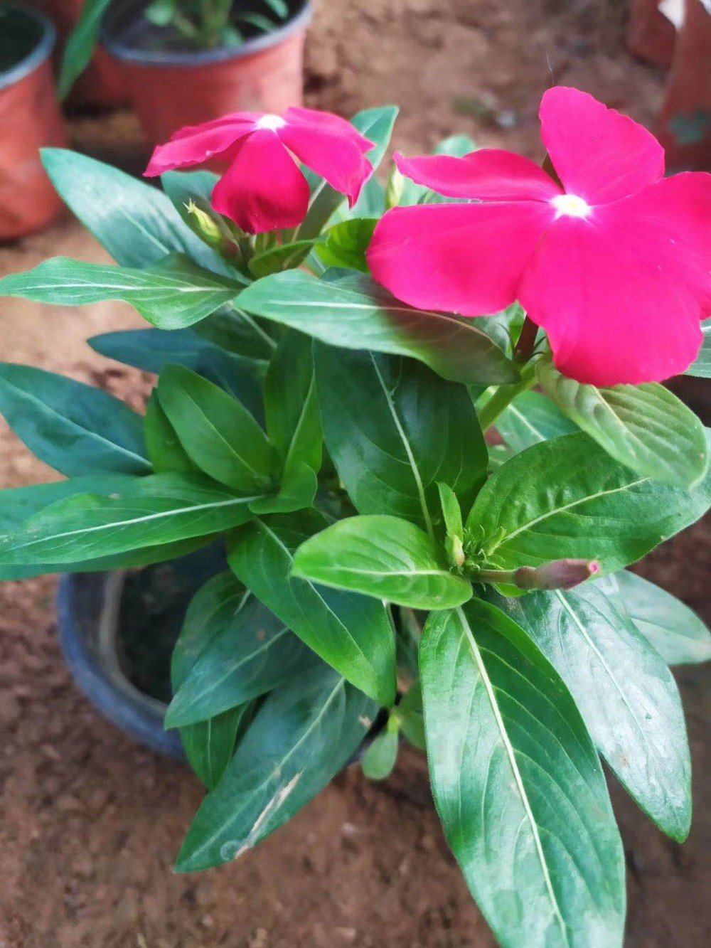 梓熙  天天开价格  园林花坛植物