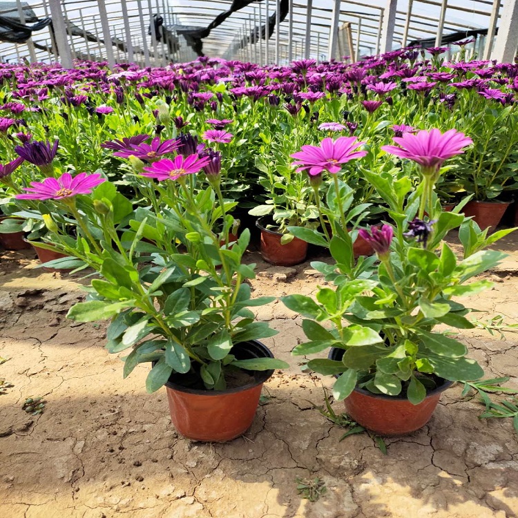 国庆菊摆租万寿菊  万寿菊价格  花朵繁盛鲜艳，冬叶长绿