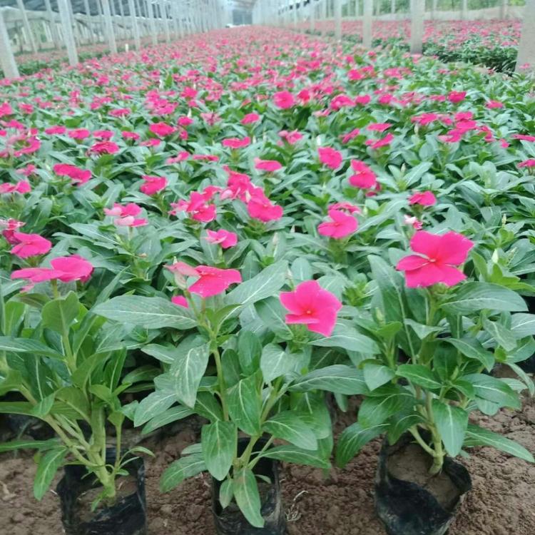 梓熙  长春花报价  多用作花境前景或中景栽植,