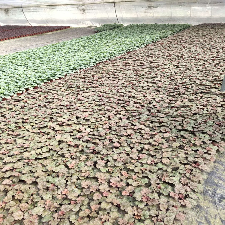 美化庭院用矾根  矾根价格  青州矾根种植基地
