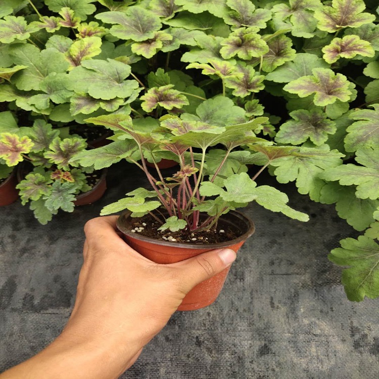矾根植物种子苗  双色盆矾根报价  美化庭院用矾根