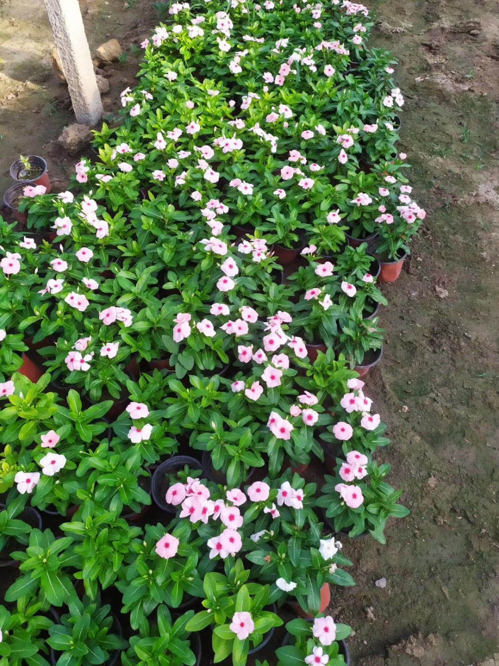 梓熙  天天开基地  常年有花