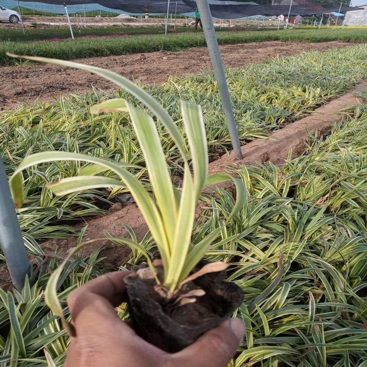 净化空气金边吊兰  金边吊兰种植基地喜温暖的环境，适应性好