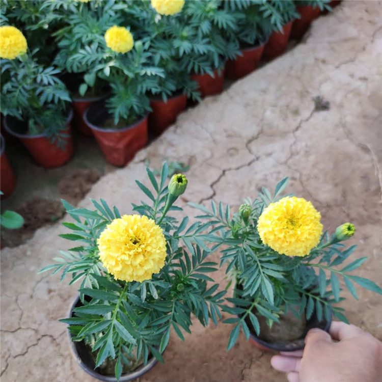青州万寿菊基地批发  万寿菊花海  花朵繁盛鲜艳，冬叶长绿