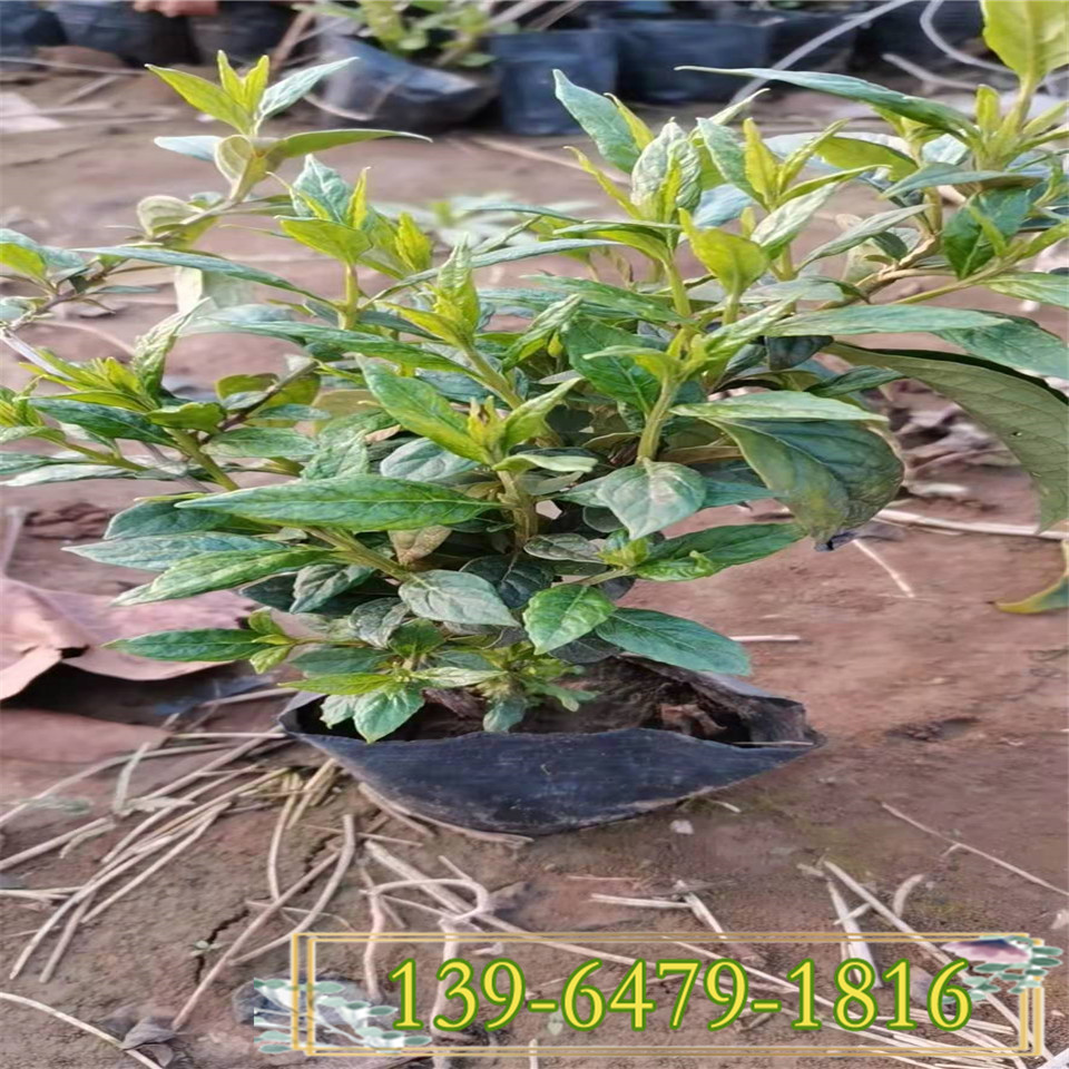 醉鱼草种苗供应商 大花醉鱼草小苗种植方法 醉鱼草一平方棵数