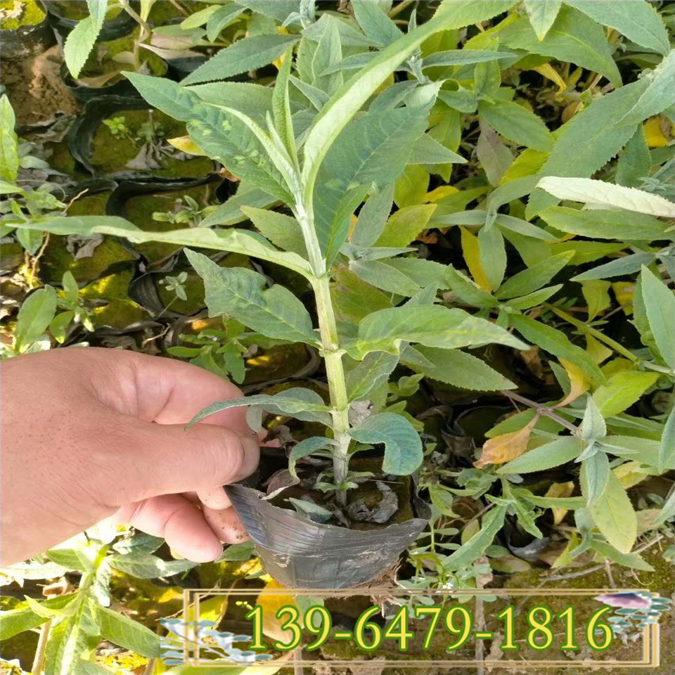 宿根花卉工程苗醉鱼草小苗 鱼尾草 醉鱼草杯苗 醉鱼草供应批发