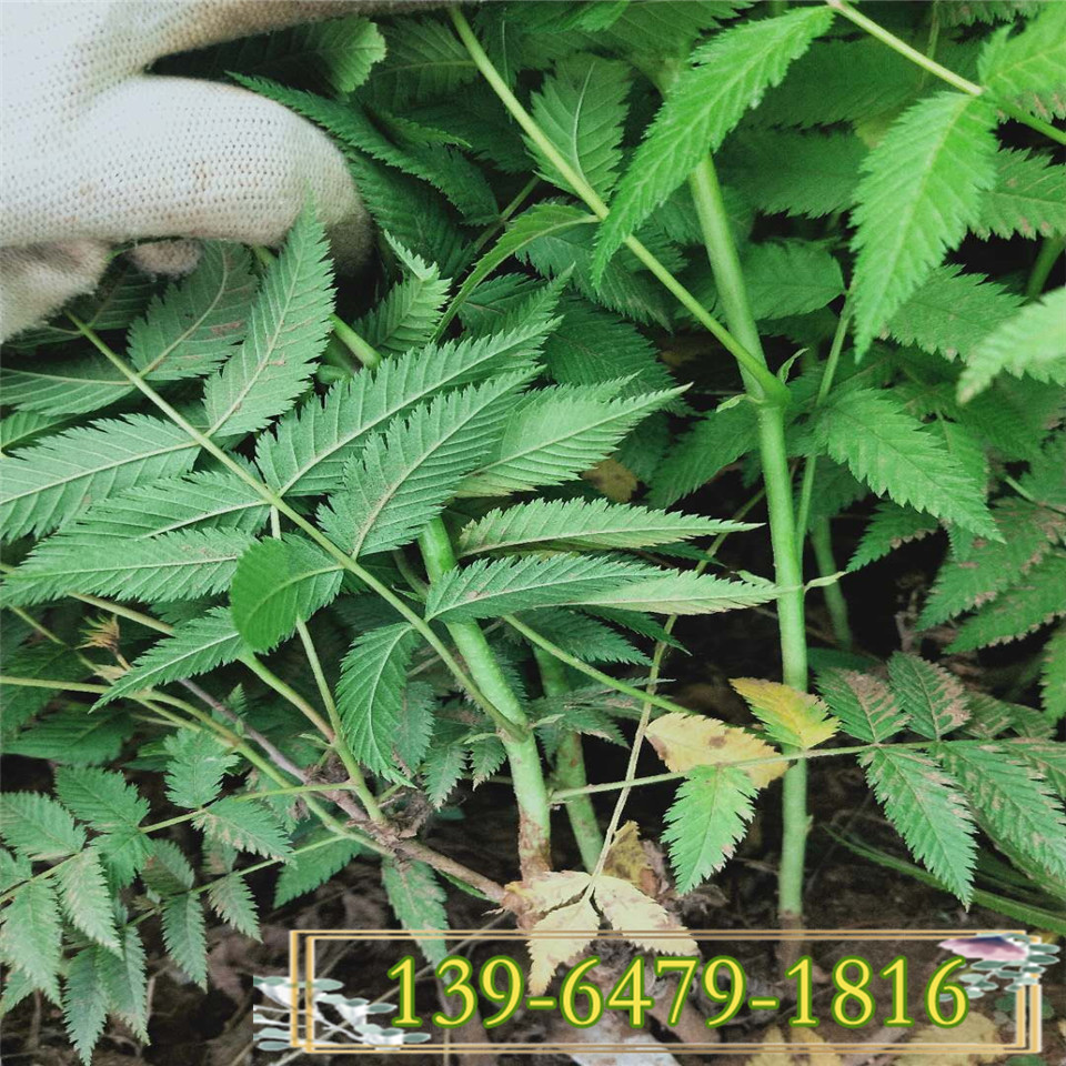 珍珠梅容器苗种植基地 绿化工程苗珍珠梅杯苗供应