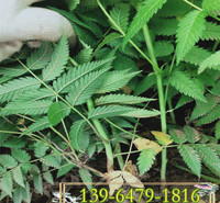 珍珠梅容器苗种植基地 绿化工程苗珍珠梅杯苗供应