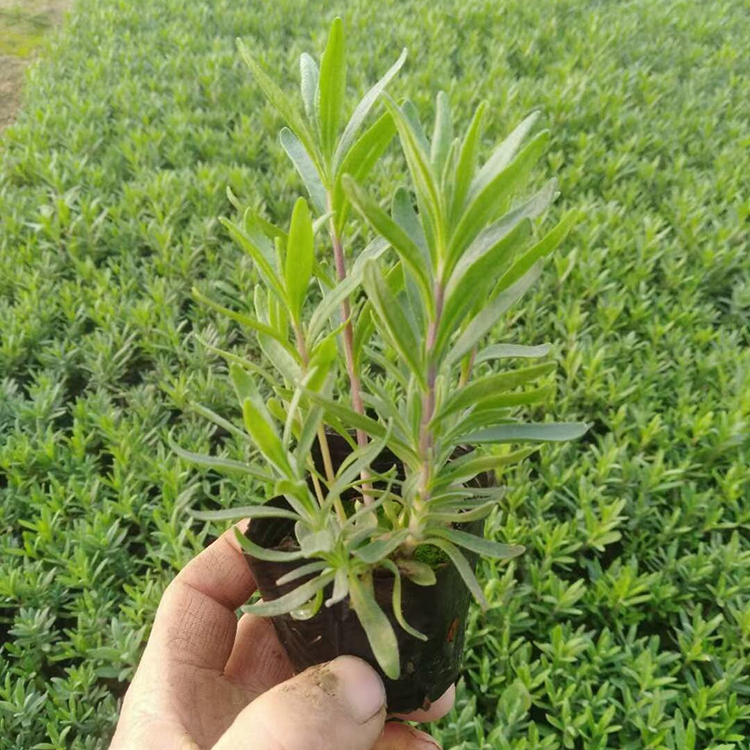 潍坊基地供应 批发薰衣草 薰衣草小苗价格
