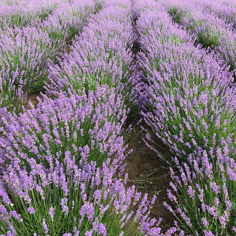 河南薰衣草基地 腾骏培育 熏衣草供应商