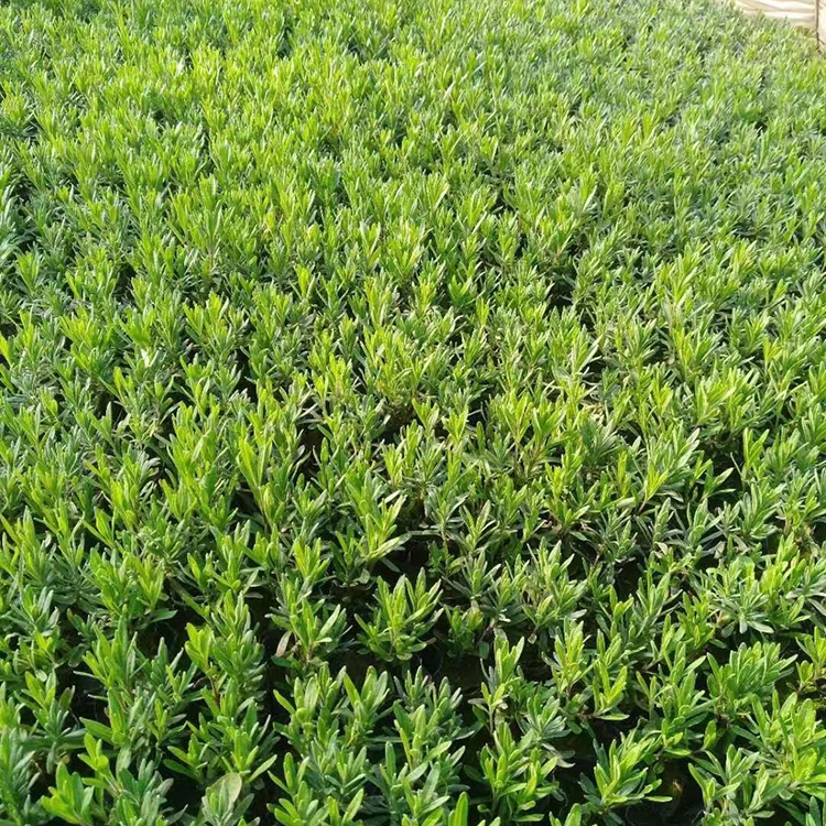 青州薰衣草大量供应 薰衣草花海用苗 腾骏花卉