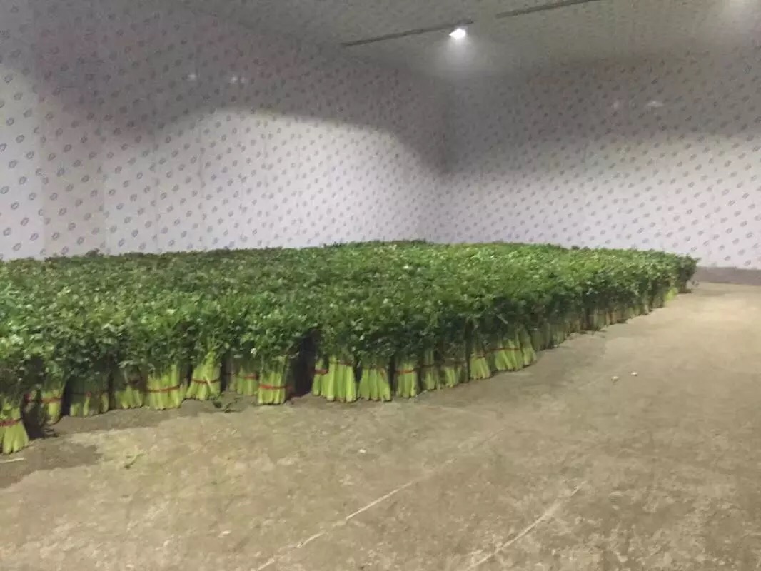 靖边4000吨蔬菜冷藏库  专业设计安装 厂家批发价格