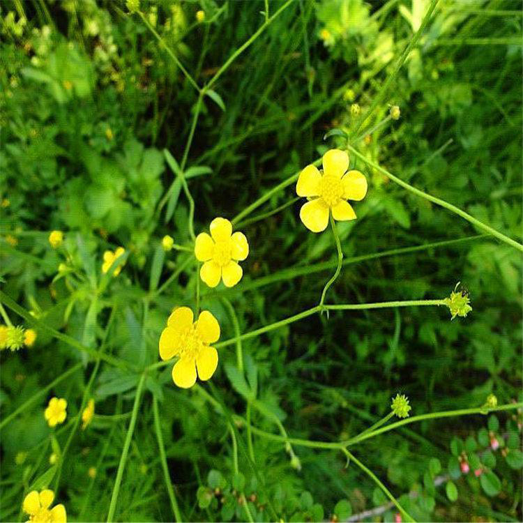 三叶委陵菜小苗价格 带营养杯委陵菜供应 夏杰花卉 定金发货