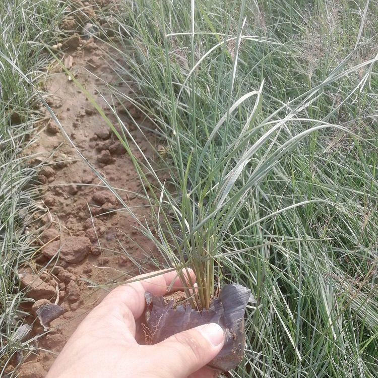 户外绿植粉黛乱子草 粉色花海苗粉黛乱子草 夏杰花卉 广场组摆设计施工