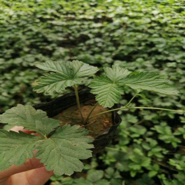 园林景观委陵菜 地被花卉委陵菜 夏杰花卉 无中间商