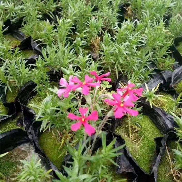 丛生福禄考种植规模大 耐寒宿根花卉芝樱 夏杰花卉 基地常年批发