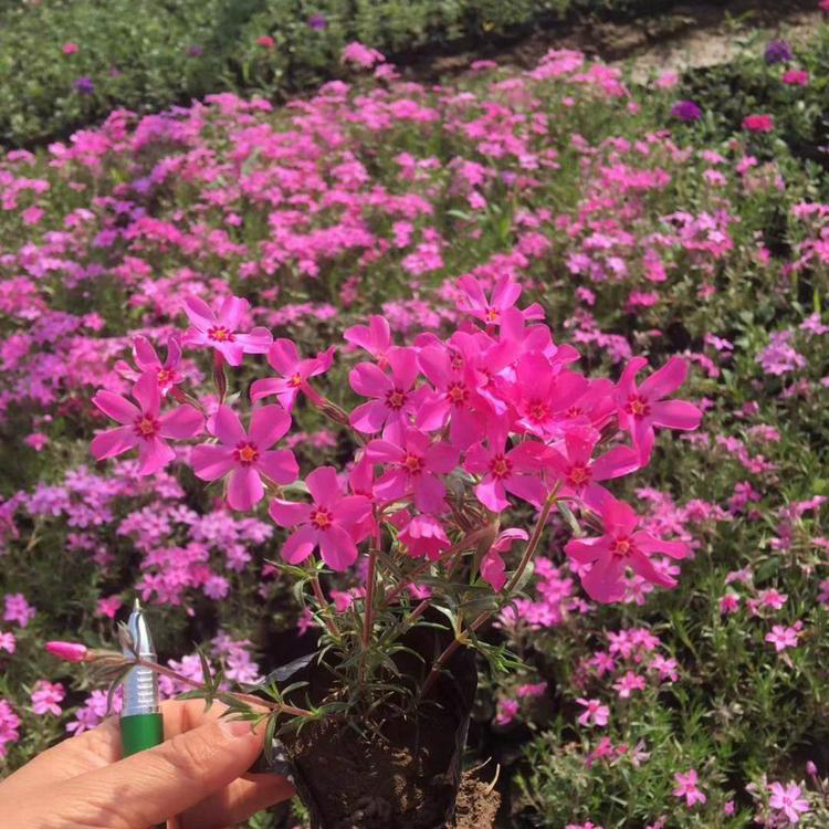 花海景观工程丛林福禄考 批发盆栽丛生福禄考 夏杰花卉 十一造型设计