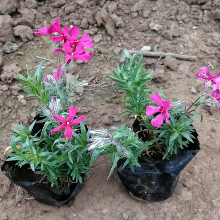 丛生福禄考当天挖苗 批发供应丛生福禄考 夏杰花卉 基地常年批发
