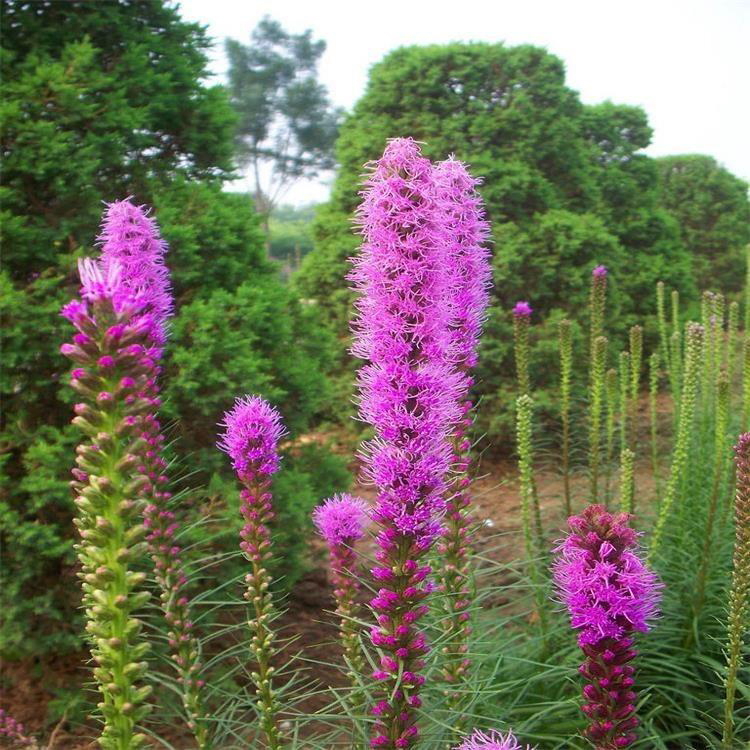 蛇鞭菊花苗价格 基地批发蛇鞭菊 夏杰花卉 基地常年批发