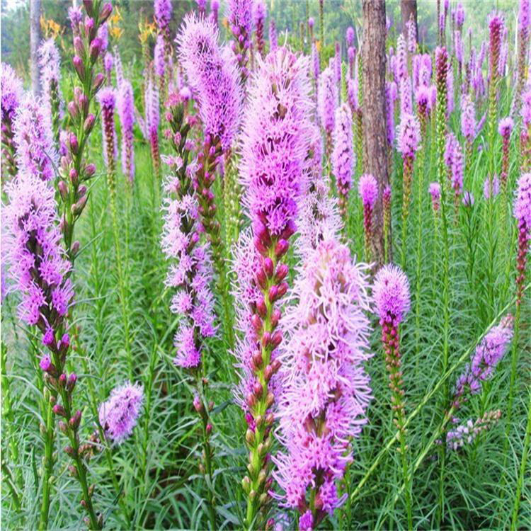 营养袋蛇鞭菊批发 花卉小区道路蛇鞭菊 夏杰花卉 定金发货