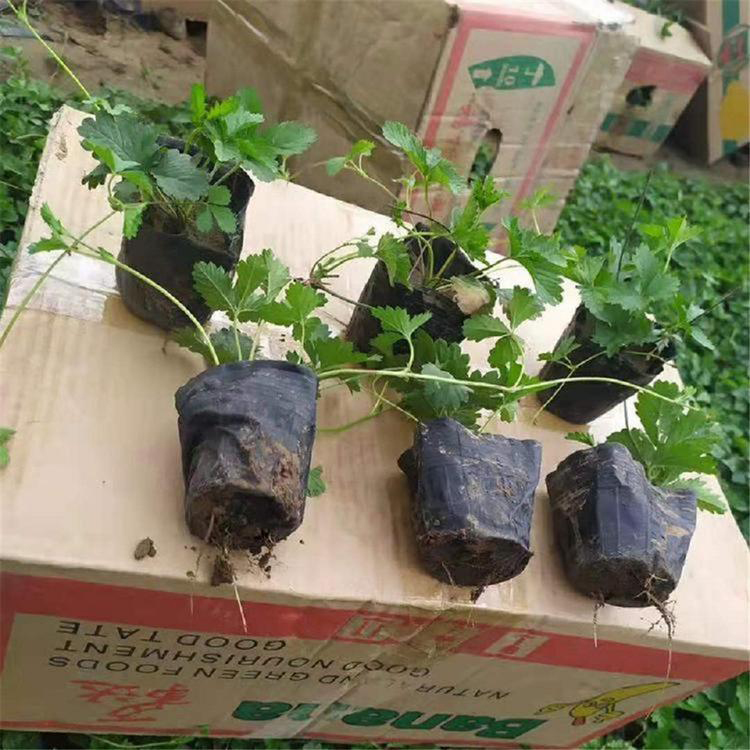 委陵菜苗批发 绿化工程用委陵菜 夏杰花卉 货到付款