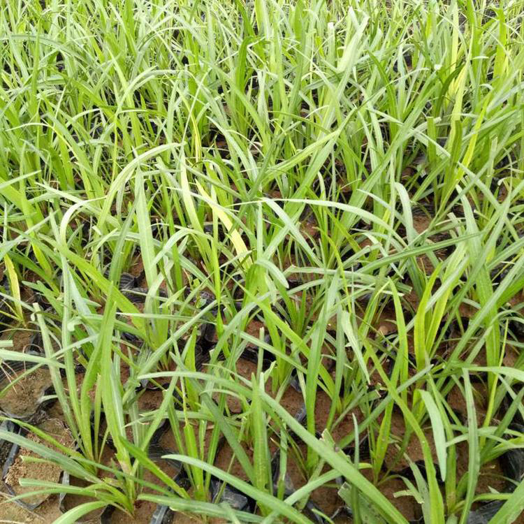 蛇鞭菊小杯苗出售 花海绿化工程蛇鞭菊 夏杰花卉 无中间商