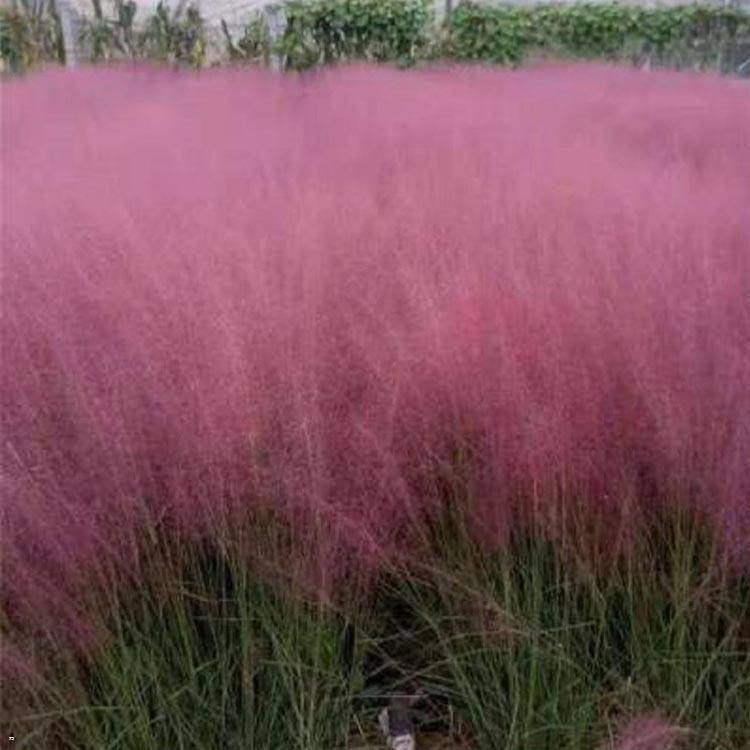 粉黛乱子草价格 抽穗多的粉黛乱子草小苗 夏杰花卉 基地种植