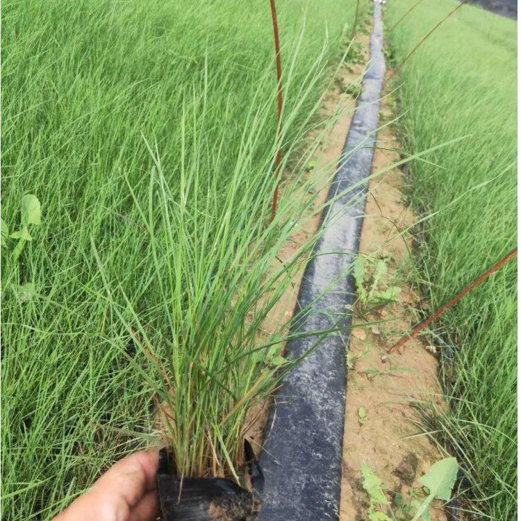 观赏草木粉黛乱子草 基地供应盆栽粉黛乱子草 夏杰花卉 定金发货