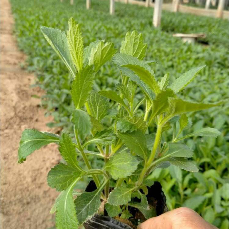 道路绿化用苗马鞭草 苗圃供应马鞭草 夏杰花卉 无中间商