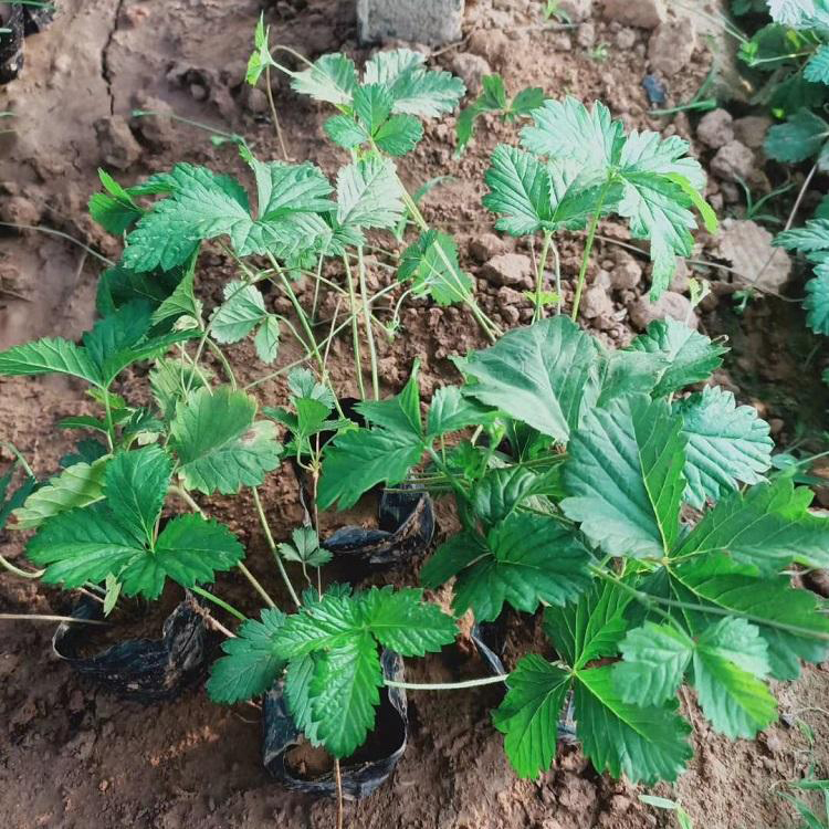 三叶委陵菜露天苗 供应三叶委陵菜五叶委陵菜 夏杰花卉 定金发货