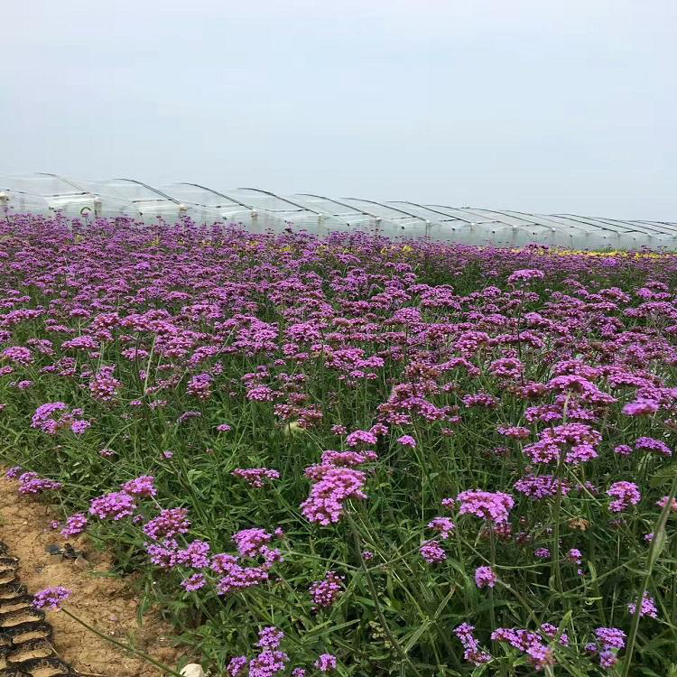 花海景观工程用马鞭苗 盆栽柳叶马鞭草基地 夏杰花卉 定金发货