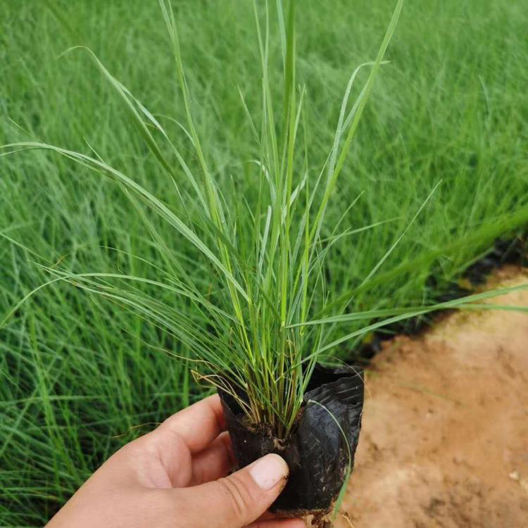 各规格粉黛乱子草 粉色花海苗粉黛乱子草 夏杰花卉 定金发货