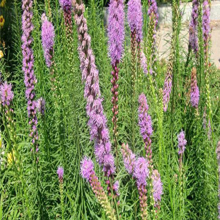 基地出售蛇鞭菊 花海打造绿植花卉蛇鞭菊 夏杰花卉 市场报价